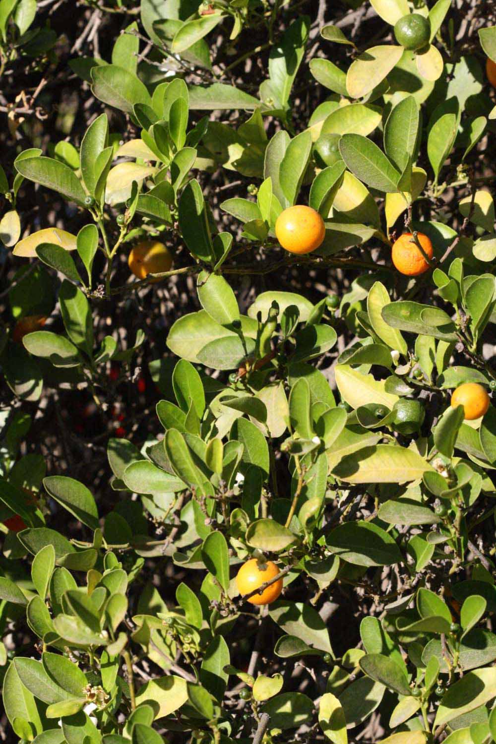              Sun leaves (Riverside, CA)       